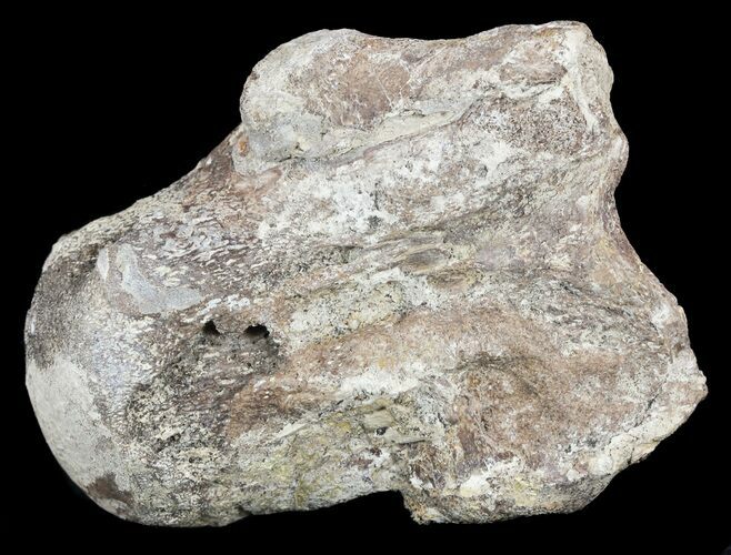 Mosasaur (Platecarpus) Dorsal Vertebrae - Kansas #54521